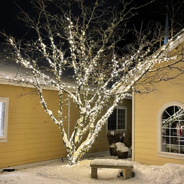 Tree with white lights installed by exterior cleaning company stands near yellow house and snow-covered bench.