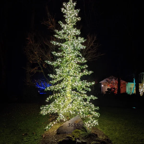 Outdoor Christmas lights illuminate a homeowner's tree at night with warm white bulbs.