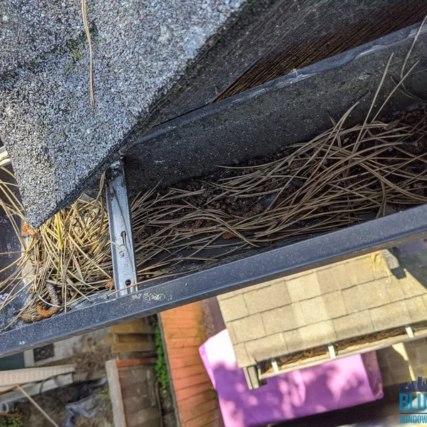 Residential gutter filled with pine needles and debris before gutter cleaning and brightening service.