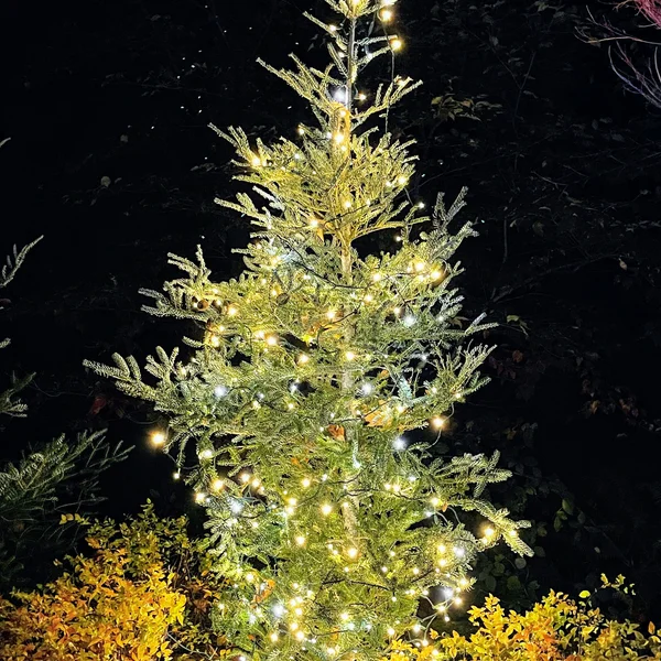 A Christmas tree glows with warm white lights in a residential yard at night.