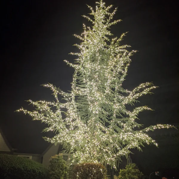 Residential Christmas light installation on a tall, green tree glows against the dark night sky.