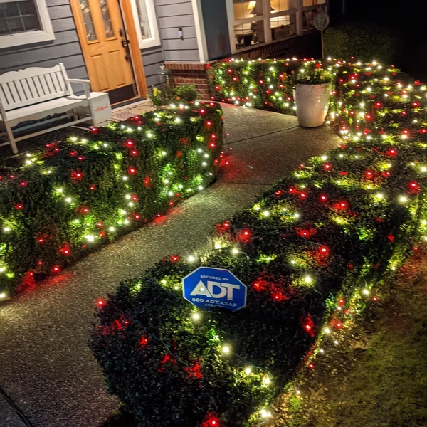 Red and white Christmas lights adorn hedges lining a walkway to a house for exterior holiday decorating.