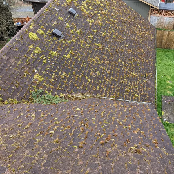 Residential roof covered in moss and algae before soft wash roof cleaning services.