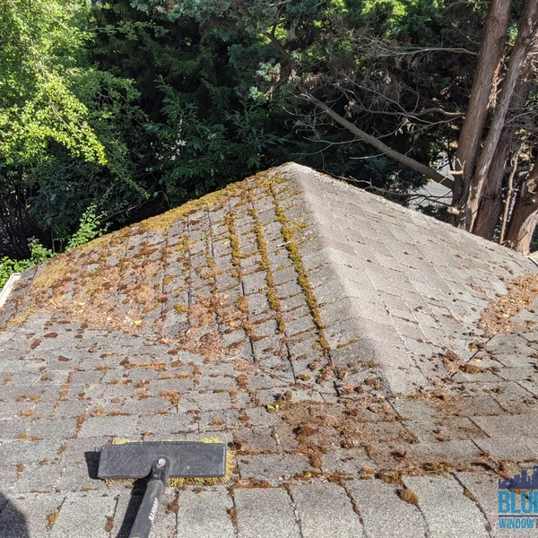 Moss and algae are being removed from a gray residential roof with a brush to prevent damage.