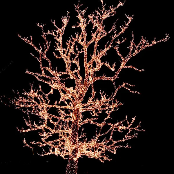 Bare tree is covered in orange lights, accenting a commercial space for the holidays.