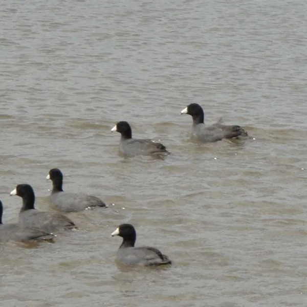 Windmill Cove Resort & Marina